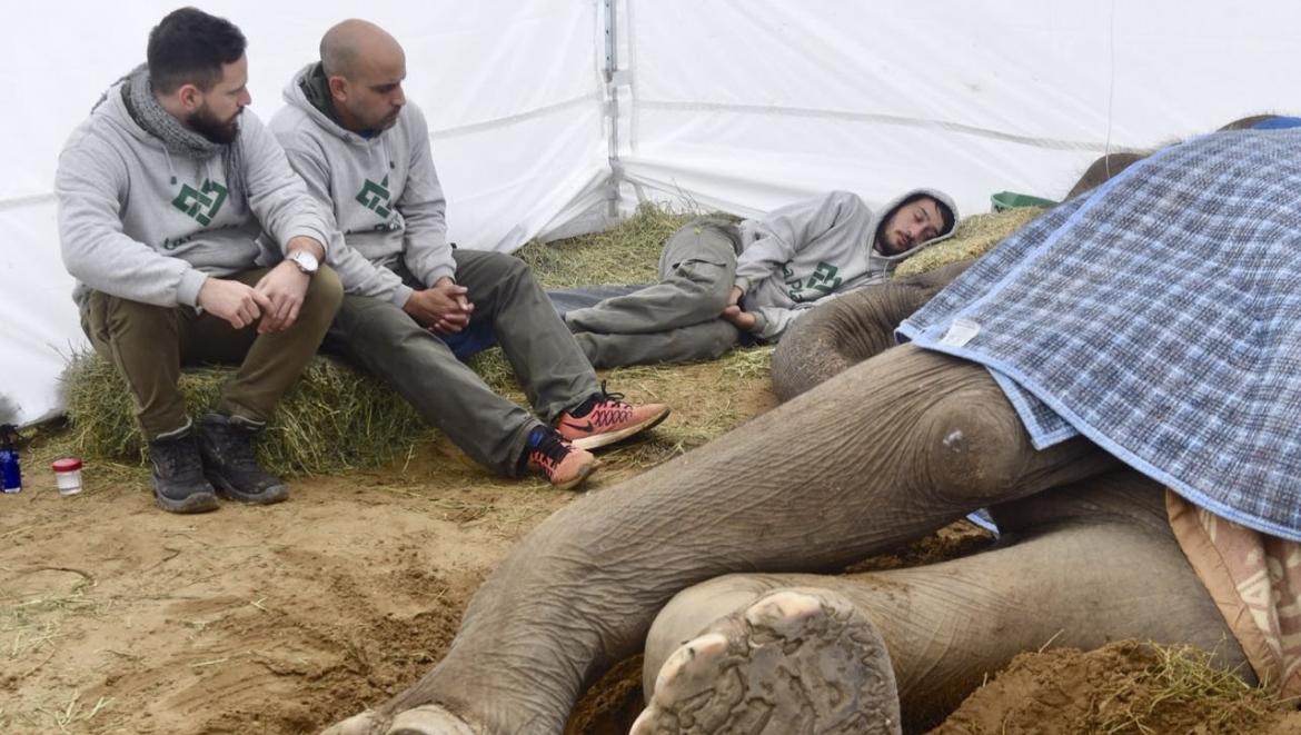 Falleció Pelusa, la elefanta que luchaba por su vida en el zoológico de La Plata