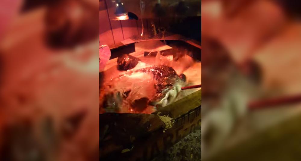 Viral en Youtube: fue a desalojar a su inquilino y había un cocodrilo en el jacuzzi