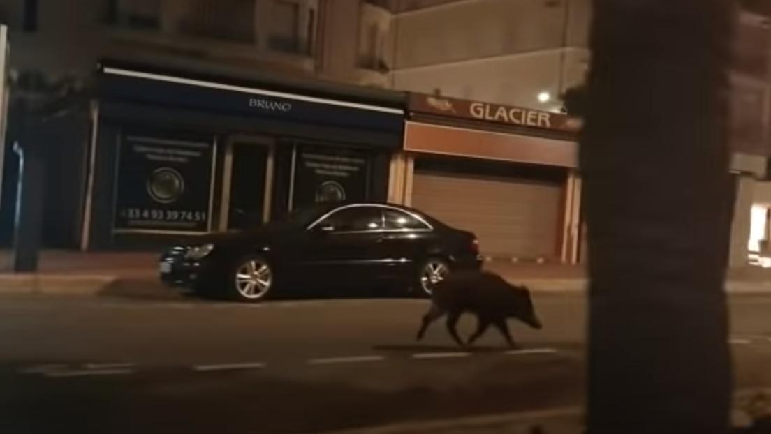 Video: un jabalí aprovechó el confinamiento y se paseó por las calles solitarias de Cannes