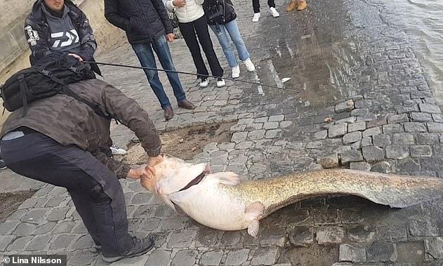 Pescaron un enorme Bagre en el Río Sena, en pleno centro de Paris