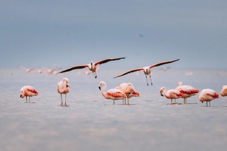 Ansenuza: ¿Cómo es el nuevo Parque Nacional que tiene Argentina?