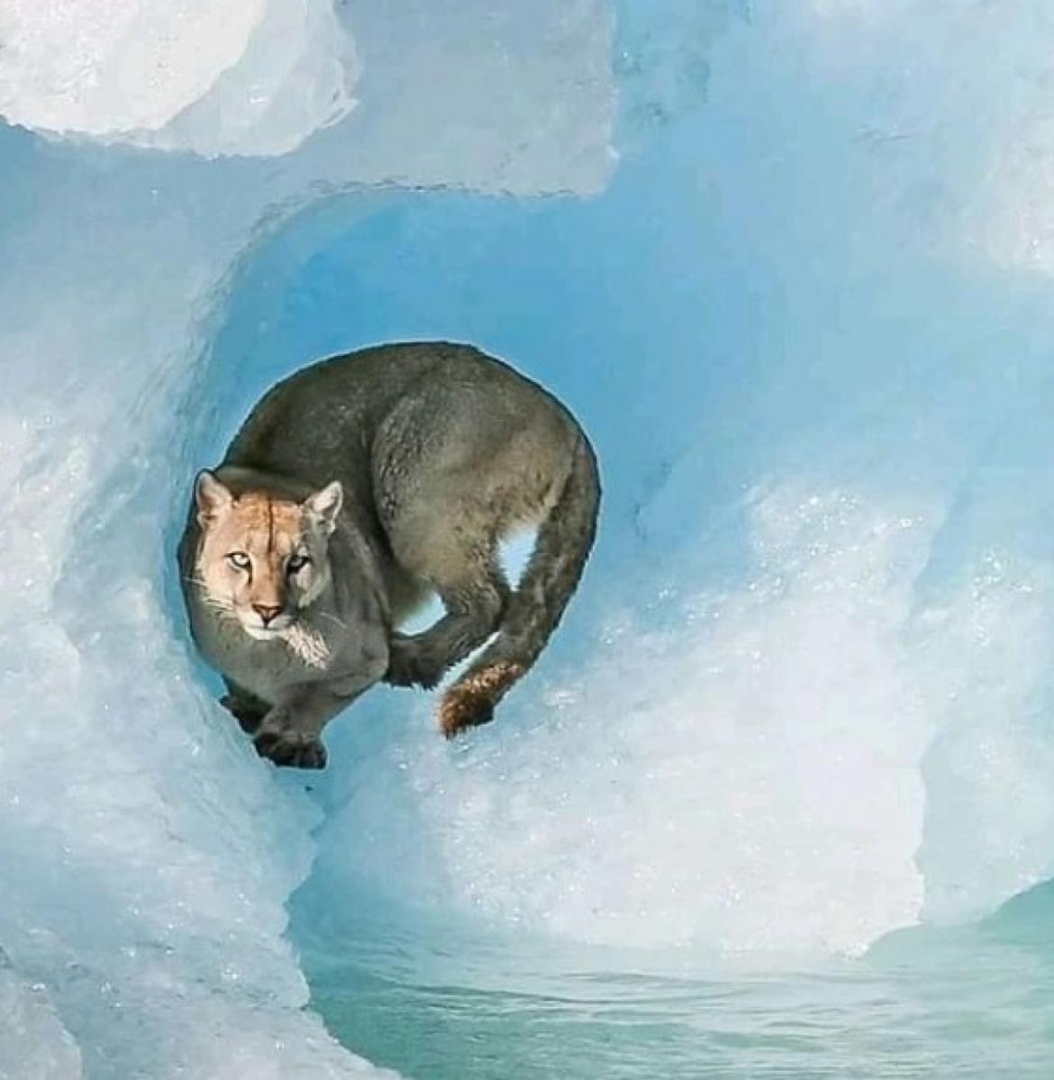 Un puma fue fotografiado y filmado sobre un iceberg en el Parque Nacional Los Glaciares