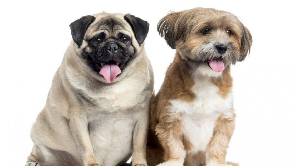 Día Mundial del Perro: ¿por qué se celebra y qué hay que saber antes de llevar un cachorro a casa?