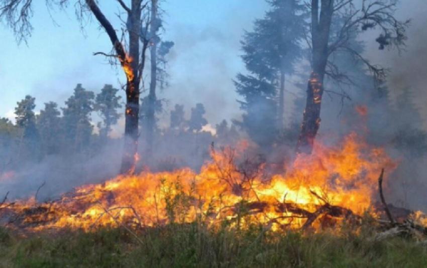 Feroz incendio forestal en Córdoba: evacuaron casas y una escuela por las llamas